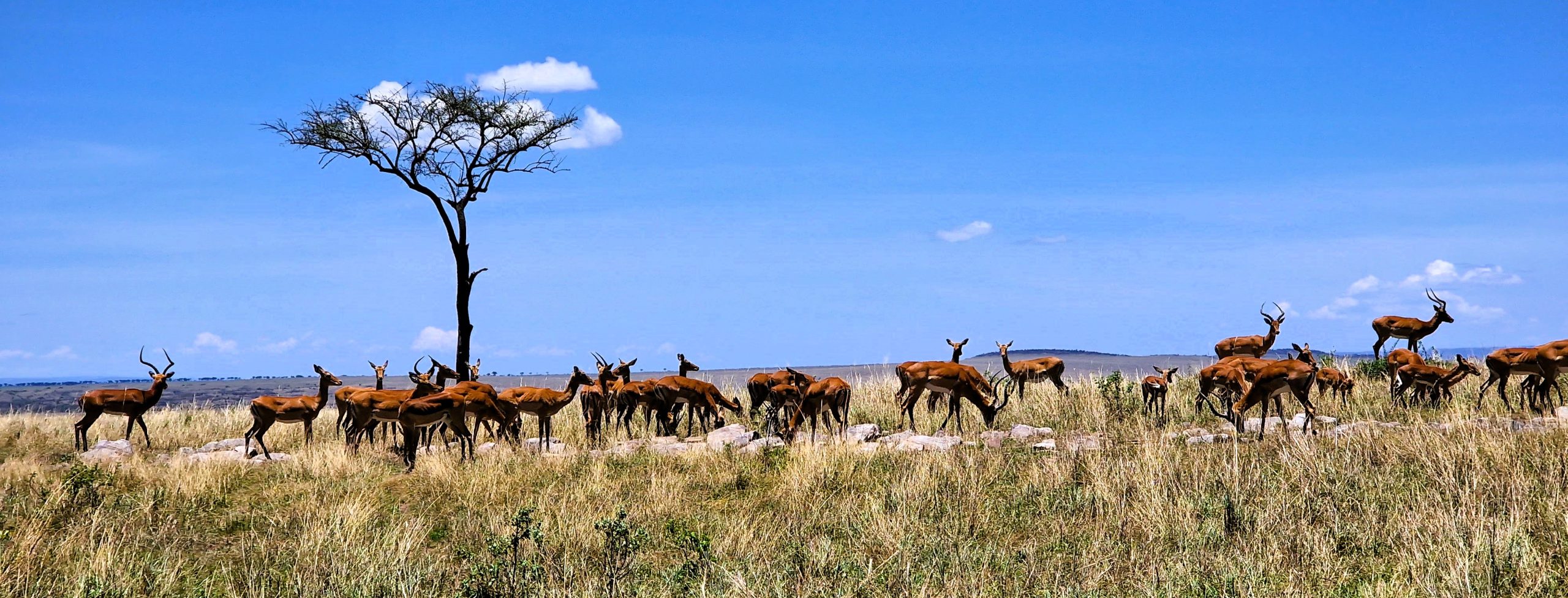 gazellen op de savanne in Kenia