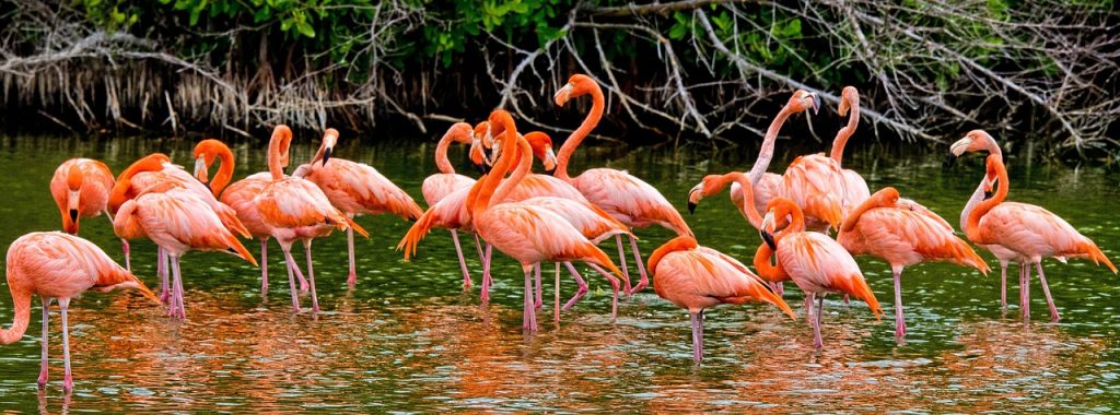 flamingo op cuba