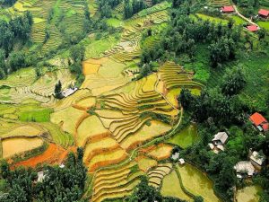 bovenaanzicht rijstvelden in vietnam