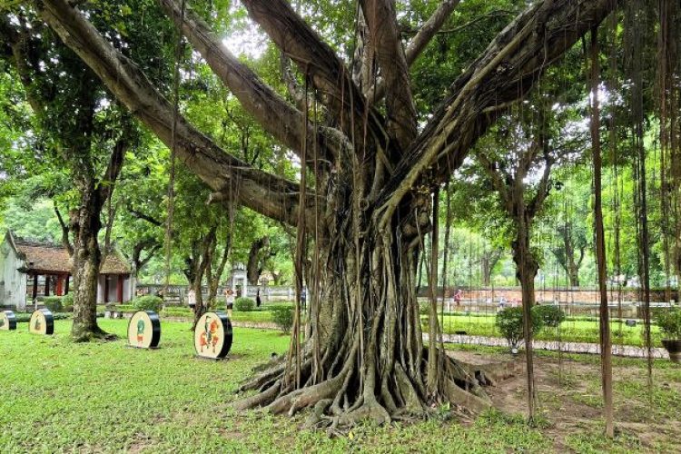 universiteit hanoi